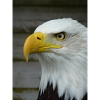American Bald Eagle
