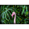 Fractalius Flamingo