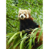 Red Panda