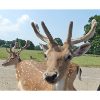 Close up of a Deer