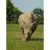 Rhino