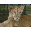 Close-up of Lion cub