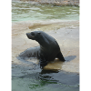Sea Lion in a pool