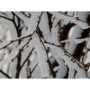 Ice on branches