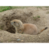 Groundhog