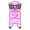 Pig with sunglasses