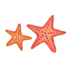 Starfish