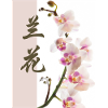 Orchidee