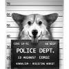 corgi