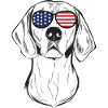 American Foxhound