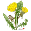Dandelion (Taraxacum officinale)