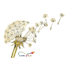 Pusteblume – Dandelion at fruiting time