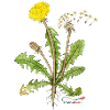 Dandelion, also called dandelion