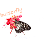 butterfly