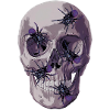 Deadly Spider