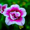 Spring flower