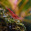 Red shrimp