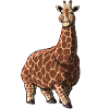 Fat giraffe