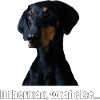 doberman, what else...
