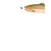 Trout