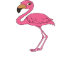 Drôles de graphismes flamants roses