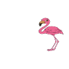 Drôles de graphismes flamants roses