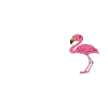 Drôles de graphismes flamants roses