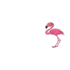 Drôles de graphismes flamants roses