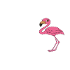 Drôles de graphismes flamants roses