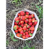 Erdbeeren
