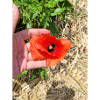 Poppy Picture