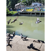 Doves in Vienna
