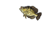 Dear Crappie Fishing