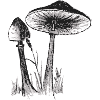 Dessin aux champignons