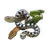 Snakes Snake Species Herpetology