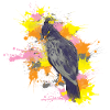 Crested eagle