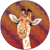 Portrait girafe