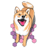 Shiba inu