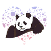 Panda-Liebe