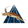 Echte Karettschildkröte