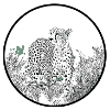 Guépard