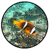 Clownfish