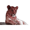 Young lion