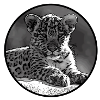 Baby jaguar