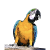 Blue macaw