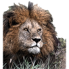 Lion portrait