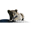 Baby jaguar