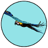 Blue macaw flight
