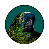 Parrot portrait