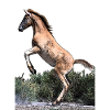Junges Pferd